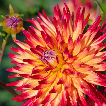 Dahlia Summer Breeze