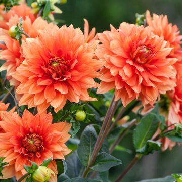 Dahlia Mrs Eileen