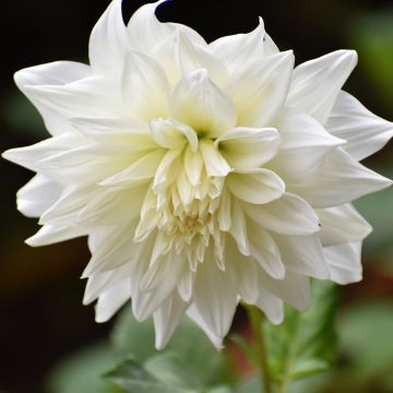 Dahlia Snowbound