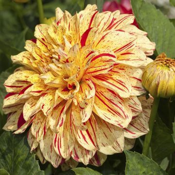 Dahlia Connels Gloriosa