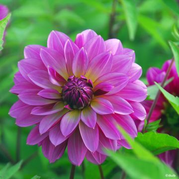 Dahlia Méditerranée