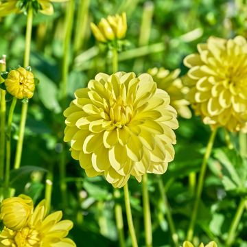 Dahlia  Sunlady - Dahlia décoratif à grande fleur Sunlady