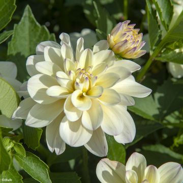 Dahlia  Lake Carey - Dahlia décoratif Lake Carey