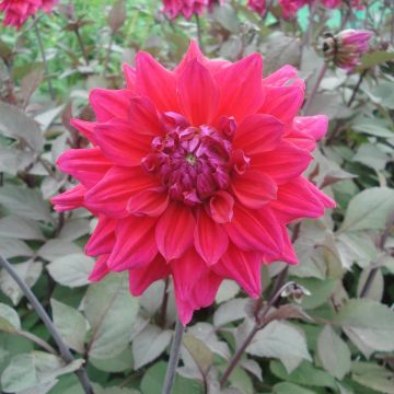 Dahlia Engelhardts Matador