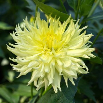 Dahlia Promise