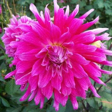 Dahlia Grand Finale