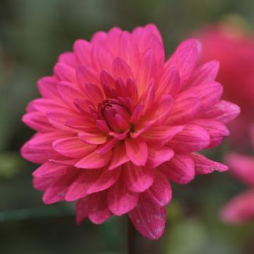 Dahlia Karma Fuchsiana