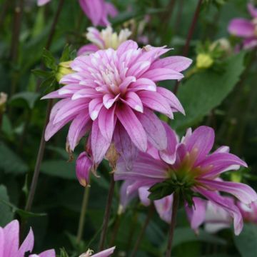 Dahlia Razzle Dazzle