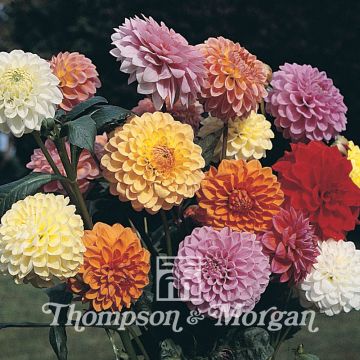 Dahlia Showpiece Mixed Hybrids