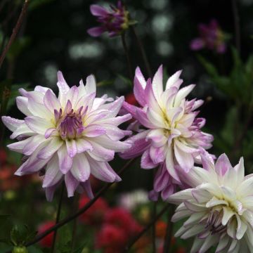 Dahlia Victoria Ann