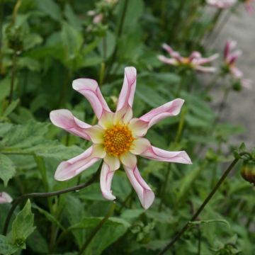 Dahlia Willie Willie