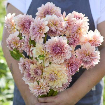 Dahlia Sturm Sweet Maria - Dahlia décoratif à petites fleurs Sturm Sweet Maria Dahlia Sturm Sweet Maria - Dahlia décoratif à petites fleurs Sturm Sweet Maria