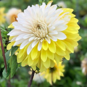 Dahlia Mr. Bojangles Dahlia Mr. Bojangles