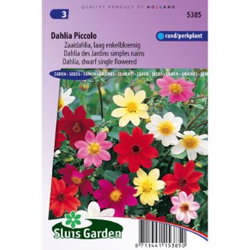 Dahlia des Jardins simples nains Piccolo en mélange - Dahlia variabilis Dahlia des Jardins simples nains Piccolo en mélange - Dahlia variabilis
