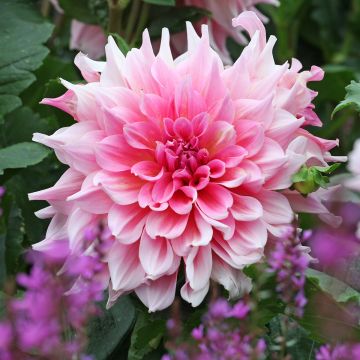 Dahlia Otto's Thrill