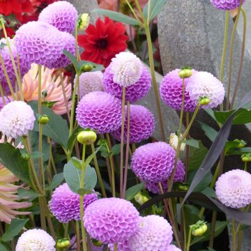 Dahlia Franz Kafka