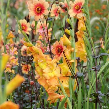 Gladiolus grandiflorus Sunglow - Sword Lily
