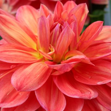 Dahlia Titan Lighthouse - Giant flowered dahlia