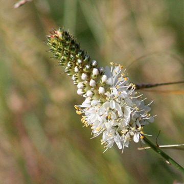 Dalea candida