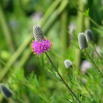 Dalea purpurea