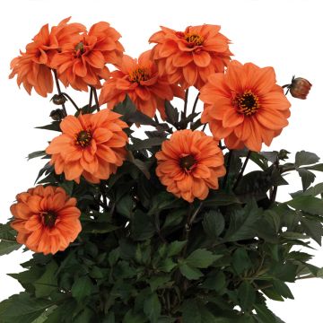 Dahlia Gardenetta Orange