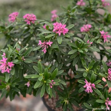 Daphne x transatlantica 'ROGALDBR' Bella Rose - Daphné hybride Bella Rose Daphne x transatlantica 'ROGALDBR' Bella Rose - Daphné hybride Bella Rose