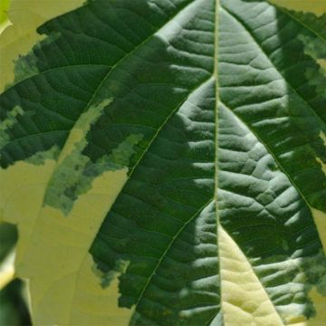 Davidia involucrata Lady Sunshine - Dove Tree