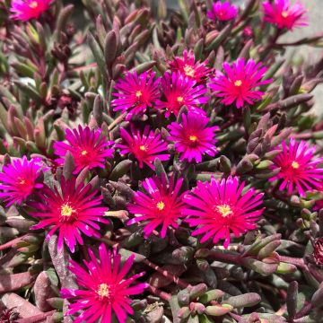 Delosperma Desert Dancers Purple - Ice Plant