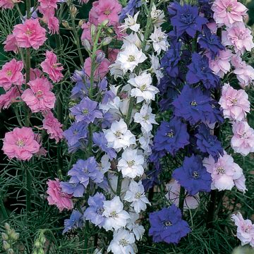 Delphinium Little Rocket Mix - Larkspur seeds