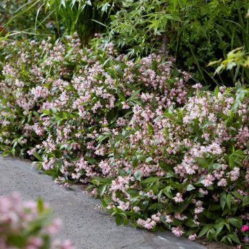 Deutzia Pink Carpet