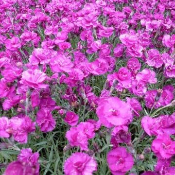 Dianthus plumarius Warden Hybrid
