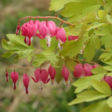 Dicentra spectabilis Yellow Leaf