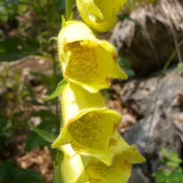 Digitalis ciliata - Foxglove