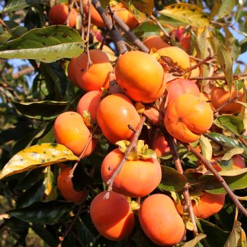 Diospyros kaki Sharon - Persimmon