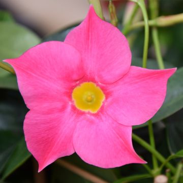 Dipladenia x sanderi Diamantina Quartz Pink & Yellow - Rocktrumpet Dipladenia x sanderi Diamantina Quartz Pink & Yellow - Rocktrumpet