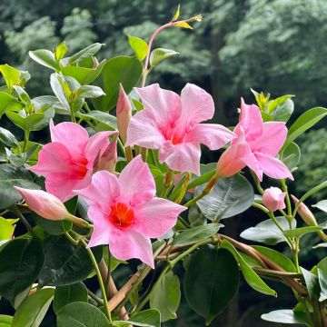 Mandevilla sanderi Diamantina Tourmaline Pink