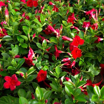 Mandevilla Diamantina Agate Mini Strawberry Red