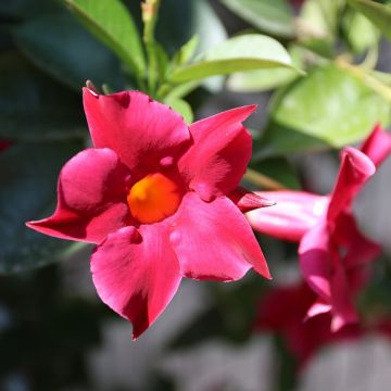 Mandevilla sanderi Diamantina Fuchsia Intense