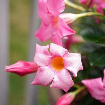 Dipladenia x sanderi Diamantina Jade Rose - Rocktrumpet