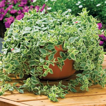 Mesembryanthemum x cordifolium 'Mesbicla' MEZOO® TRAILING RED - Livingstone daisy, Ice plant