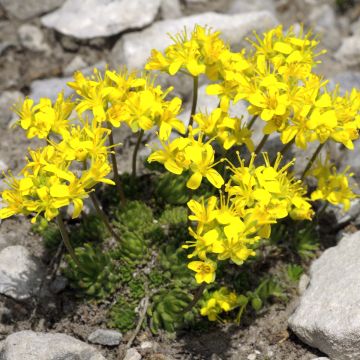 Draba Aizoides Draba Aizoides