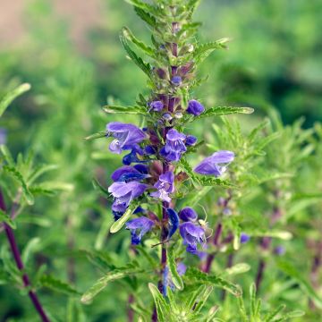 Dracocephalum moldavica organic seeds - Moldavian balm