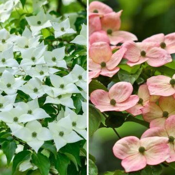 A pair of Cornus ousa