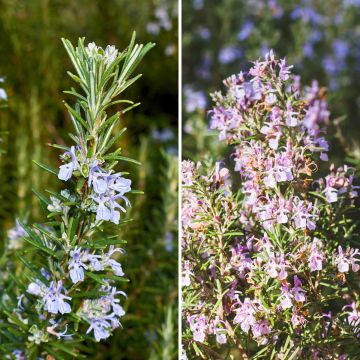 Blue and White Rosemary Duo