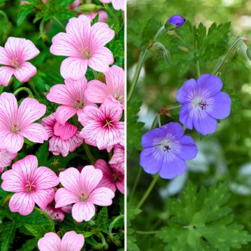 Collection of 2 perennial geraniums always in flower