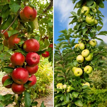 Pair of columnar apple tree pollinators