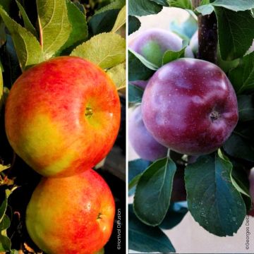 Pair of pollinating columnar apple trees for small spaces