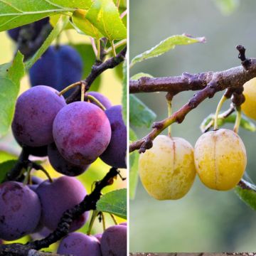 Duo of pollinating Queen Claude plum trees in a goblet shape