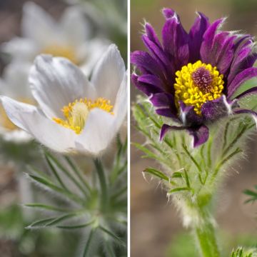 Duo of Pasqueflowers