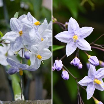 Climbing Solanum duo